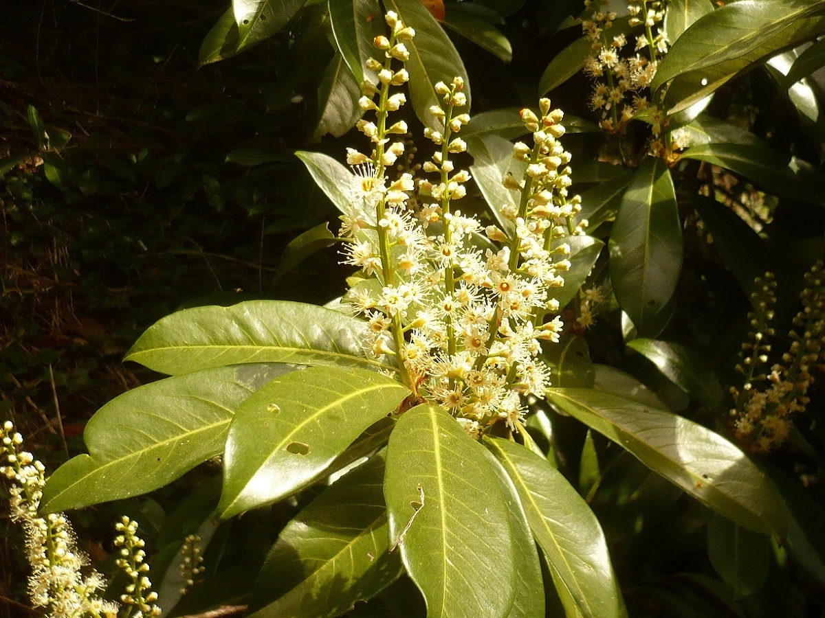 Prunus laurocerasus (Rosaceae)